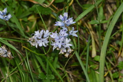 Bellevalia hyacinthoides