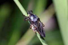 Blepharotes splendidissimus