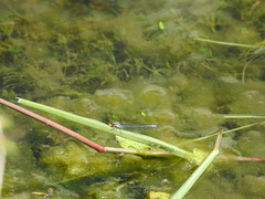 Pseudagrion citricola