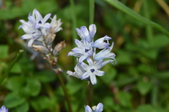 Bellevalia hyacinthoides
