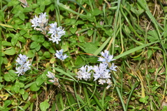 Bellevalia hyacinthoides
