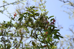 Dolichandra cynanchoides