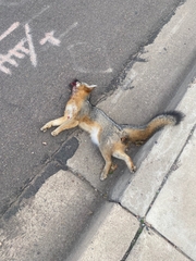 Urocyon cinereoargenteus