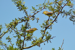 Stigmatura budytoides