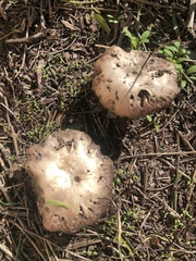 Chlorophyllum brunneum