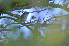 Thamnophilus caerulescens