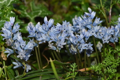 Bellevalia hyacinthoides