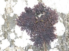 Frullania dilatata