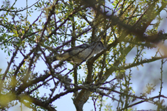 Thamnophilus caerulescens