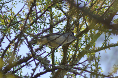 Thamnophilus caerulescens