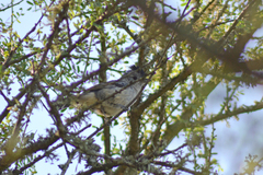 Thamnophilus caerulescens