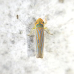 Ferrariana trivittata