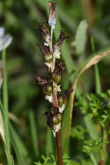 Bellevalia hyacinthoides