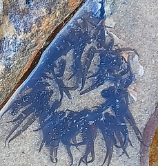 Anthopleura michaelseni