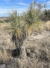 Yucca elata