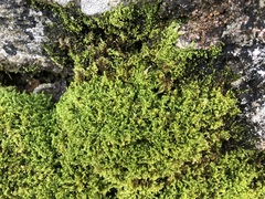 Ctenidium molluscum