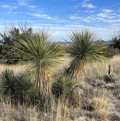 Yucca elata