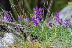 Oxytropis coerulea