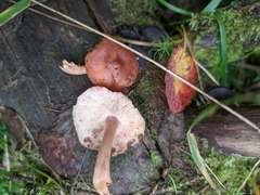 Rhodocollybia prolixa