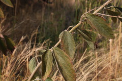 Pseudarthria hookeri hookeri