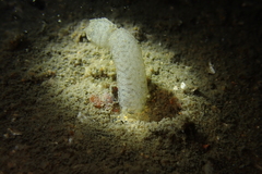 Cephalaspidea