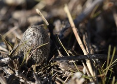 Coprinellus flocculosus
