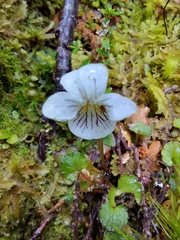 Viola filicaulis