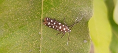 Syncallia stellata
