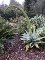 Agave