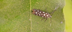 Syncallia stellata
