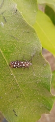 Syncallia stellata