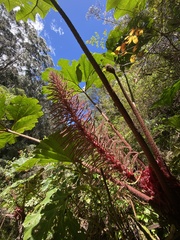 Gunnera
