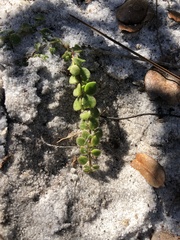 Houstonia procumbens