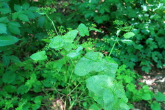 Smyrnium perfoliatum