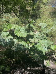 Gunnera