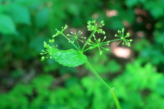 Smyrnium perfoliatum