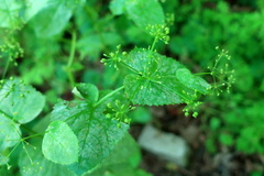Smyrnium perfoliatum