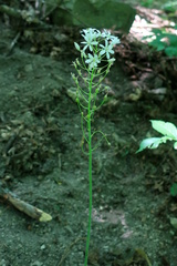 Ornithogalum ponticum