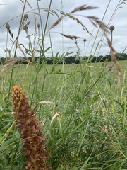 Orobanche elatior