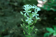 Ornithogalum ponticum