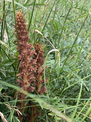 Orobanche elatior