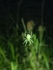 Araneus uniformis