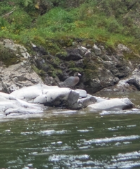 Hymenolaimus malacorhynchos