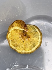 Phlogophora meticulosa