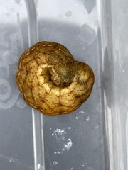 Phlogophora meticulosa