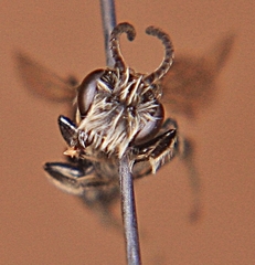 Andrena nasonii