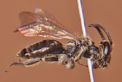 Andrena nasonii