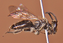 Andrena nasonii