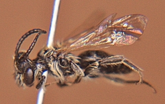 Andrena nasonii