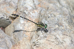 Austrogomphus ochraceus